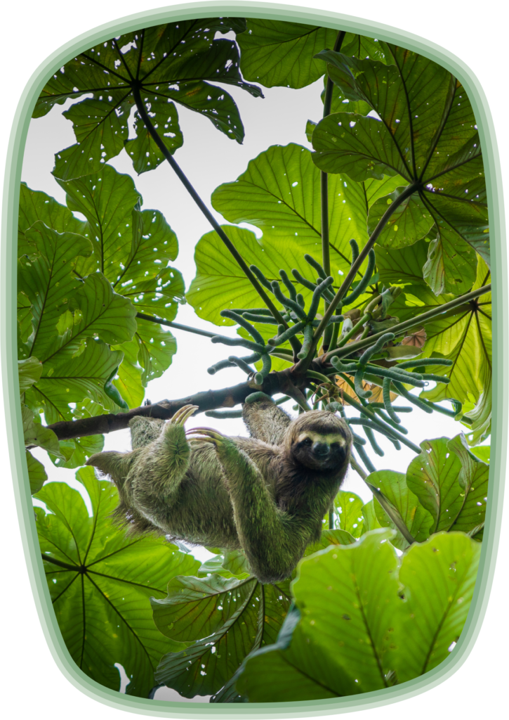 Resident Sloth