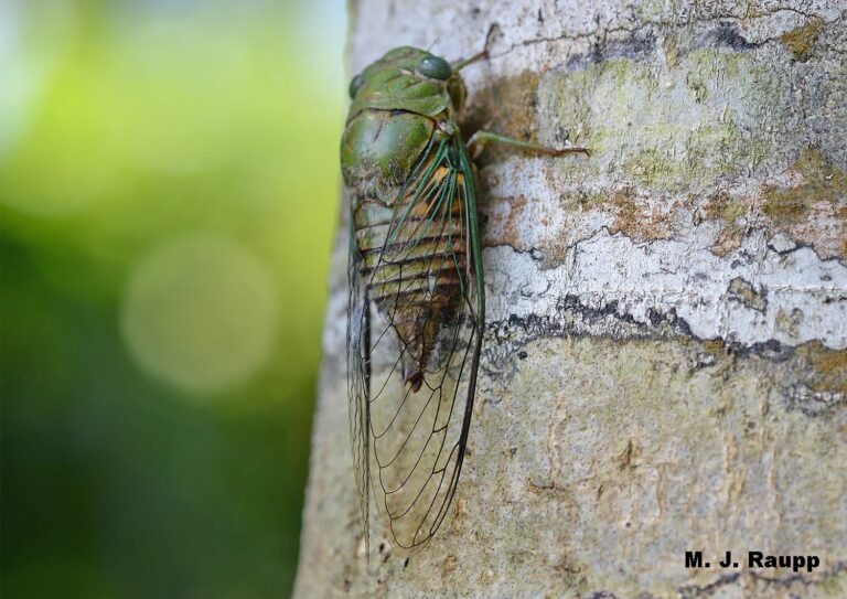 cicadas at Nauyaca Waterfall Nature Park