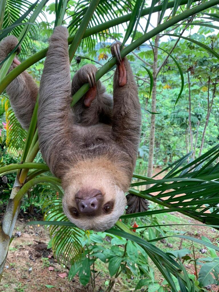 two-toed sloth