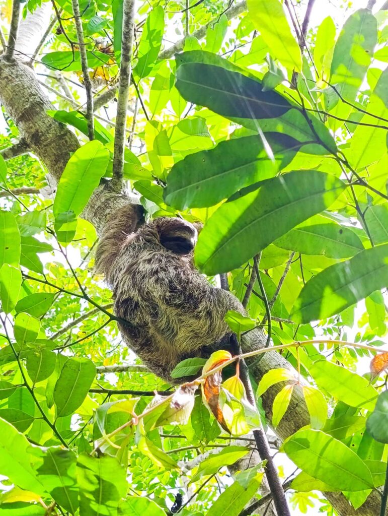three-toed sloth