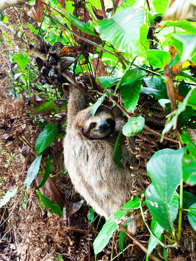 three-toed sloth