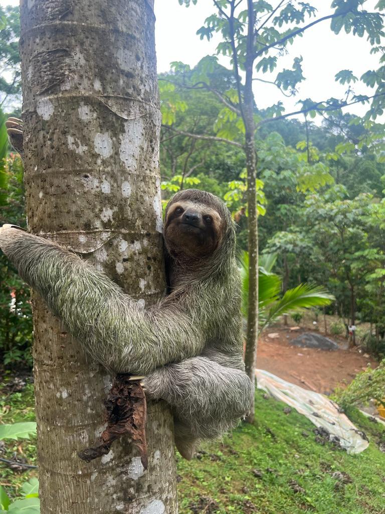 three-toed sloth