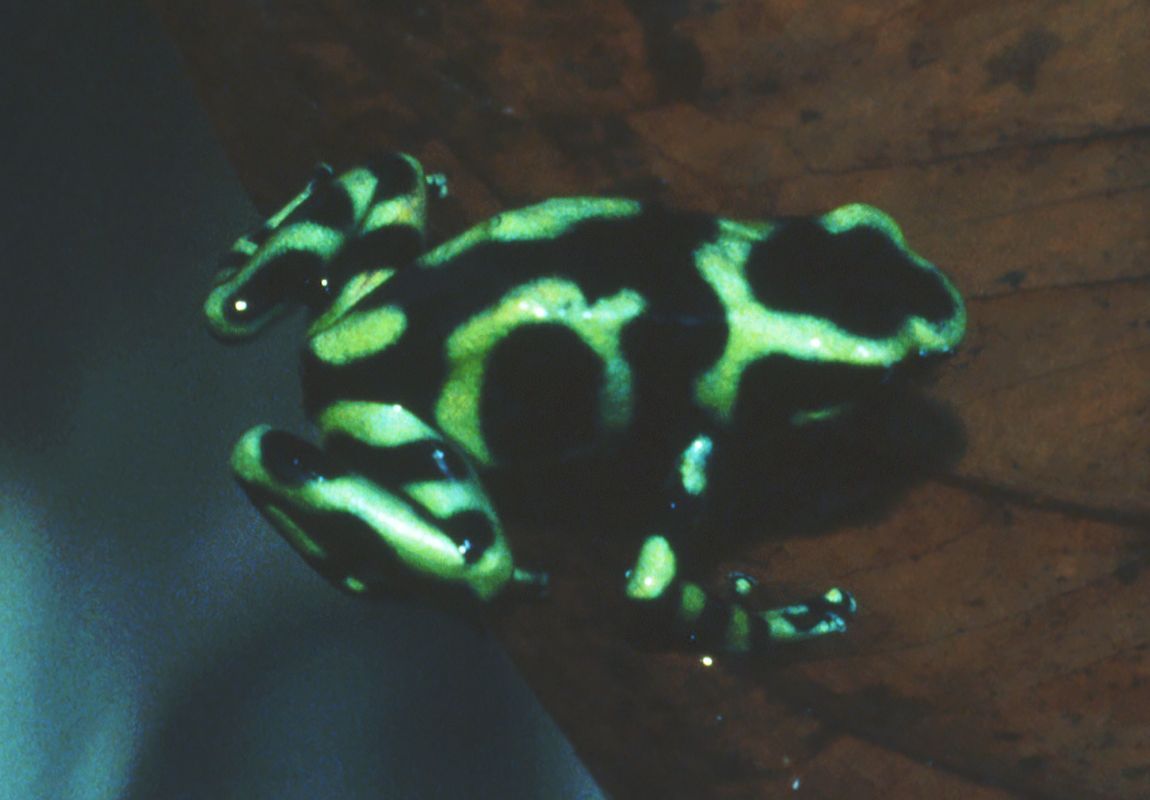 green and black poison dart frog