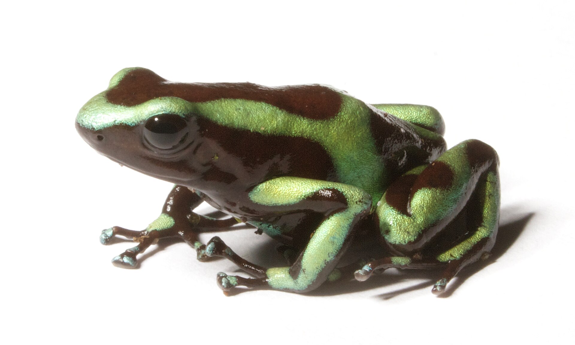 green and black poison dart frog
