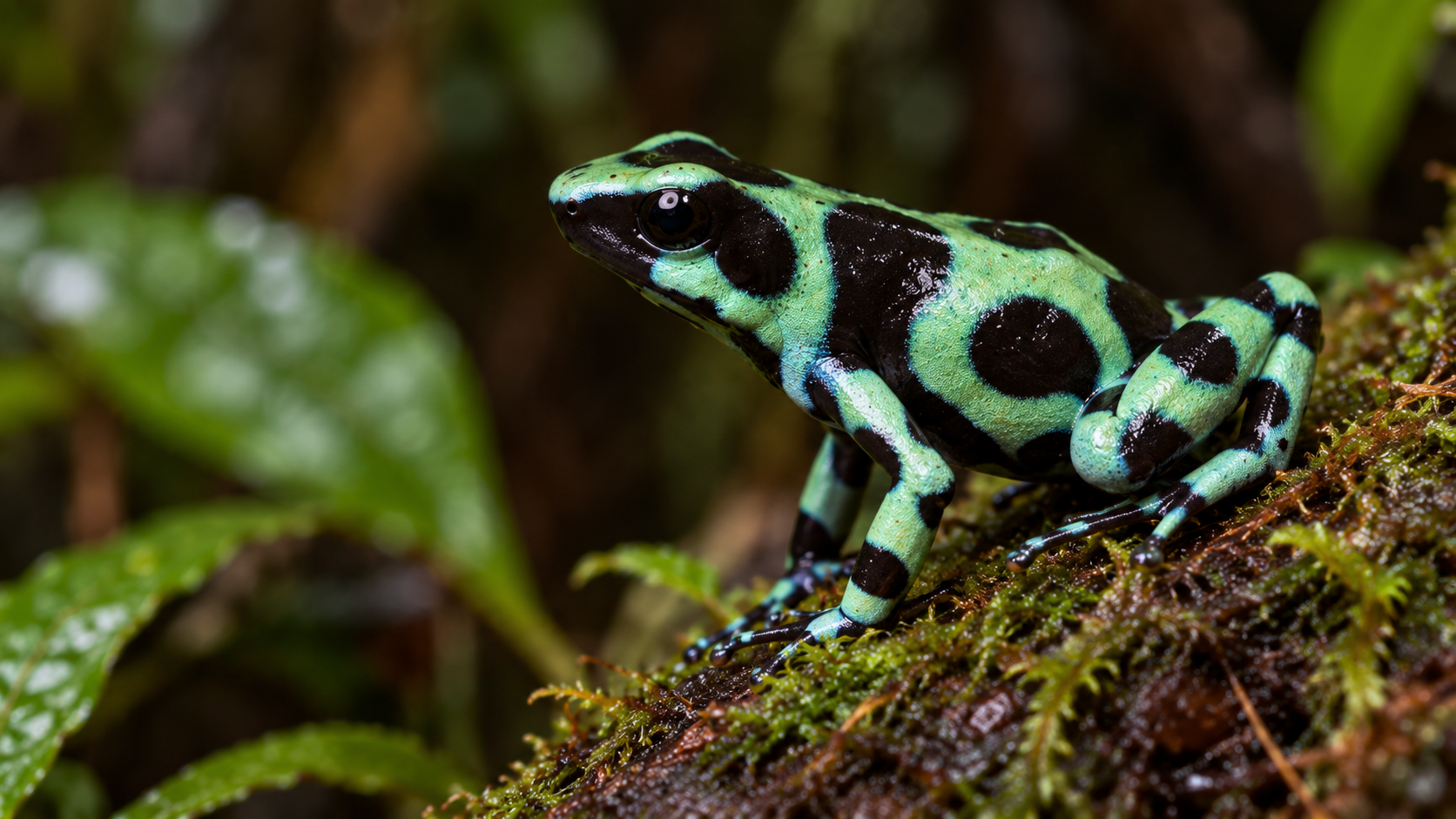 green and black poison dart frog