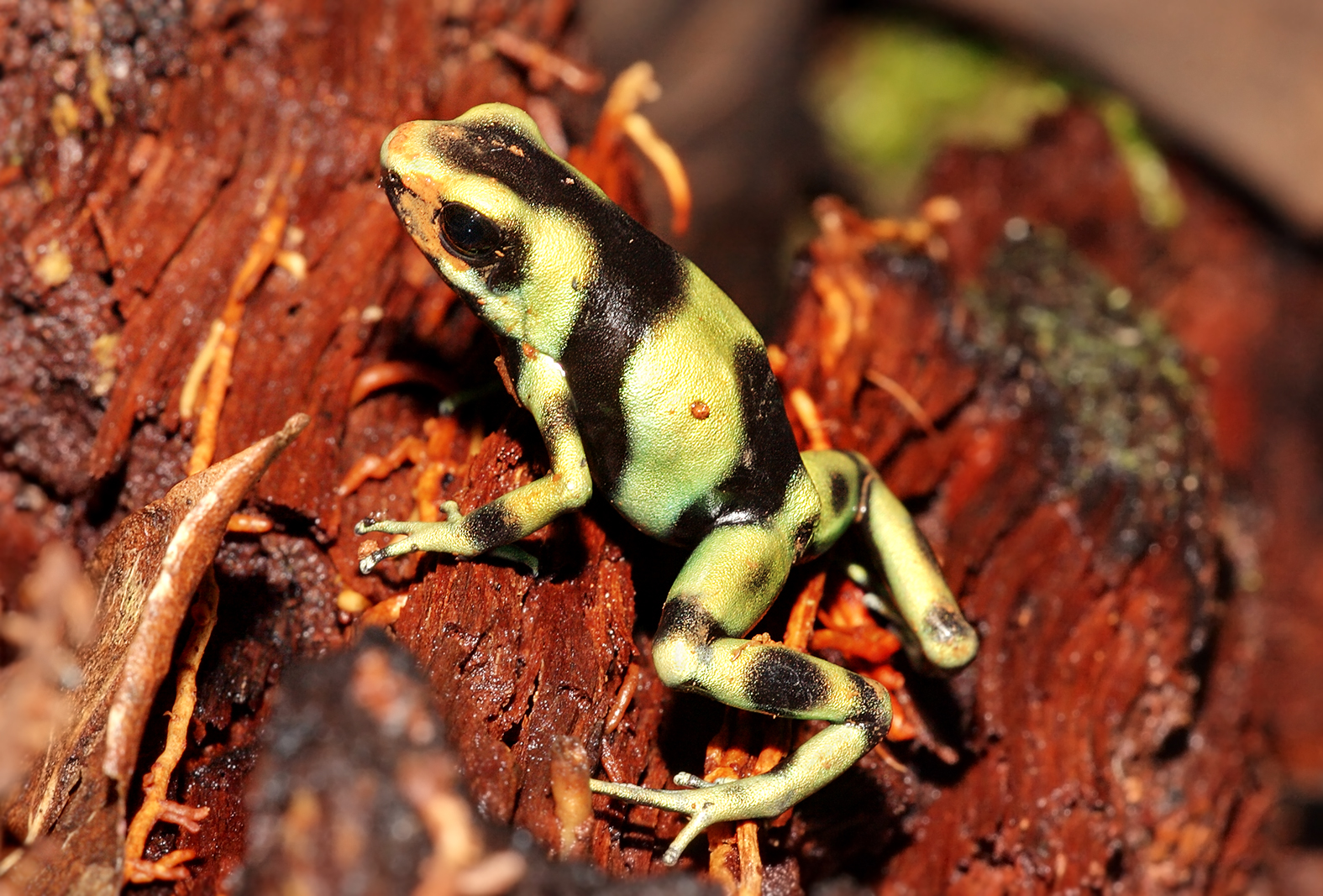 green and black poison dart frog
