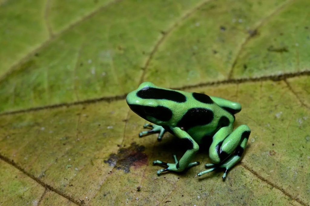 green and black poison dart frog