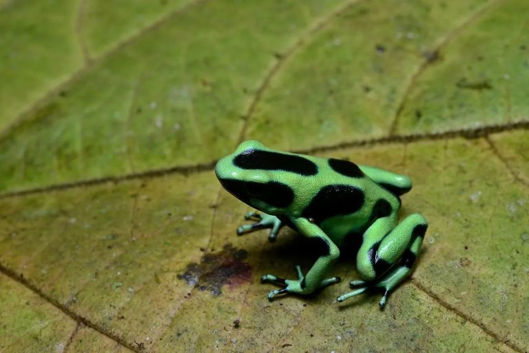 green and black poison dart frog