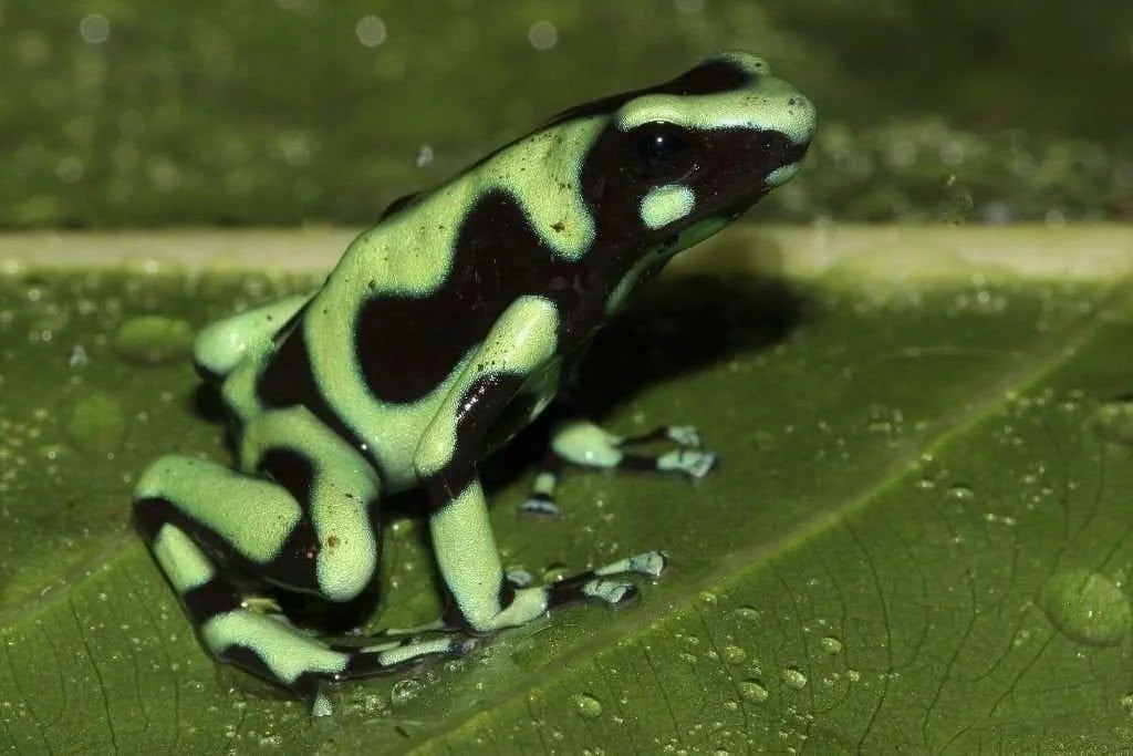 green and black poison dart frog