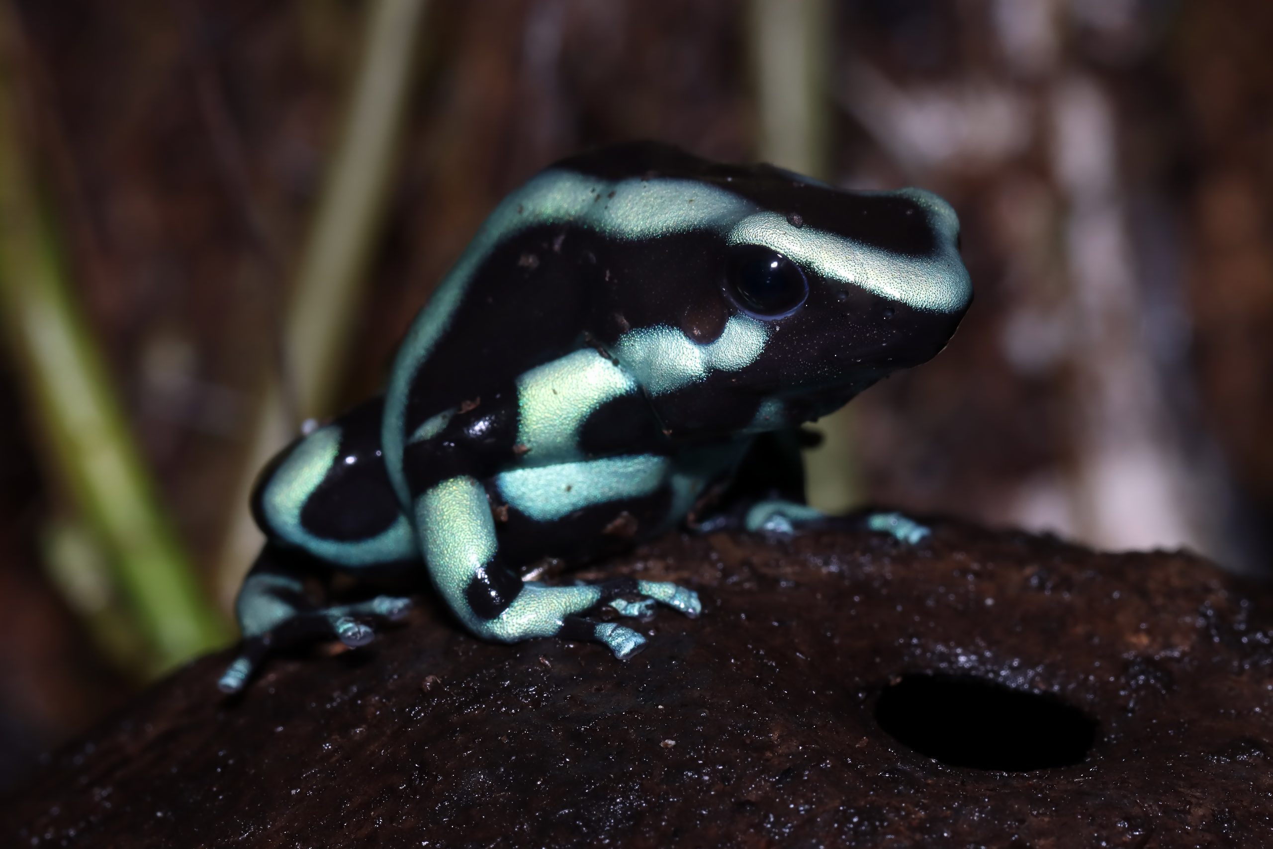green and black poison dart frog